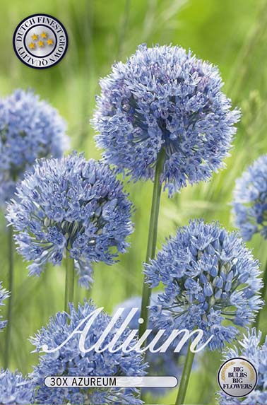 Allium Azureum 30-pakning